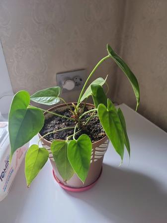 Продаются комнатные цветы