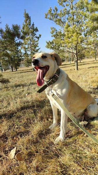 Отдам собаку в добрые руки