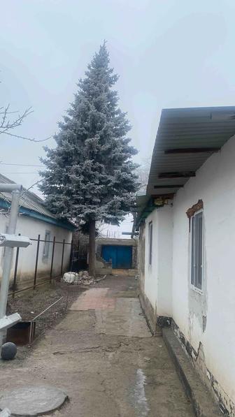 Веточки голубой ели на новый год