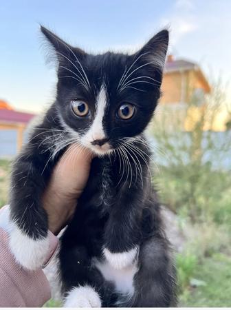 Котята бесплатно