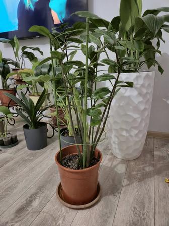 Замиокулькас Долларовое дерево