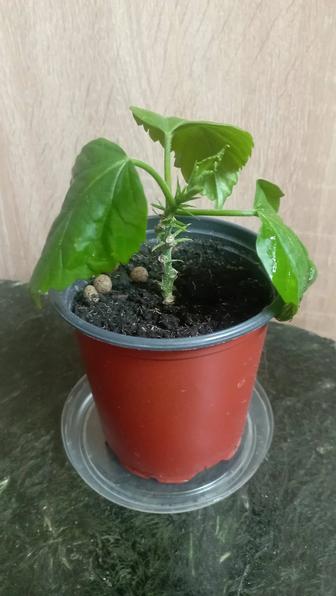 Продам гибискус