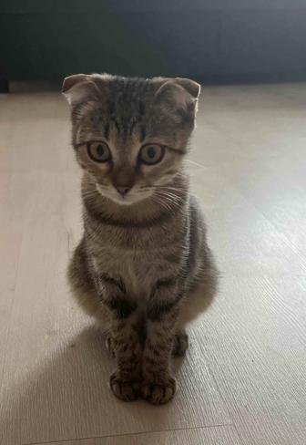 В добрые руки котенок
