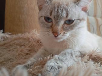 Кошки