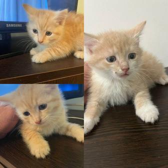 Отдаем котят в надежные руки