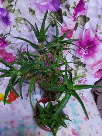 Продам алоэ-вера