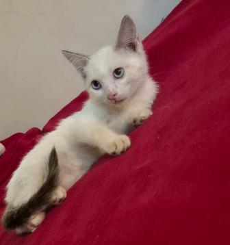 Отдам котика в заботливые руки