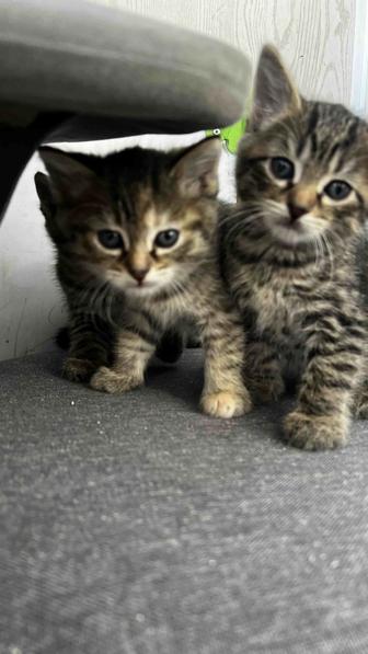 Отдам котят