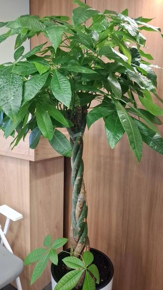 Услуги флориста