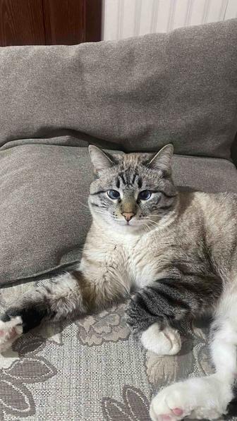 Котик 2 годика