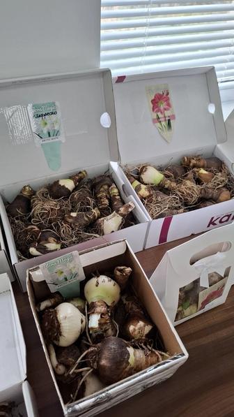 Луковицы амариллиса