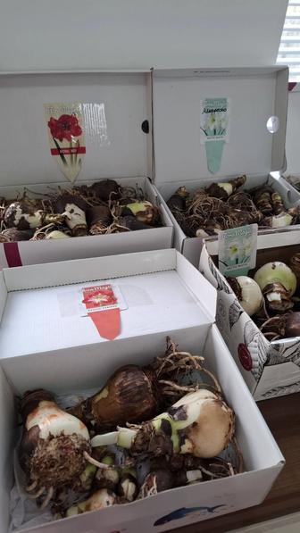 Луковицы амариллиса