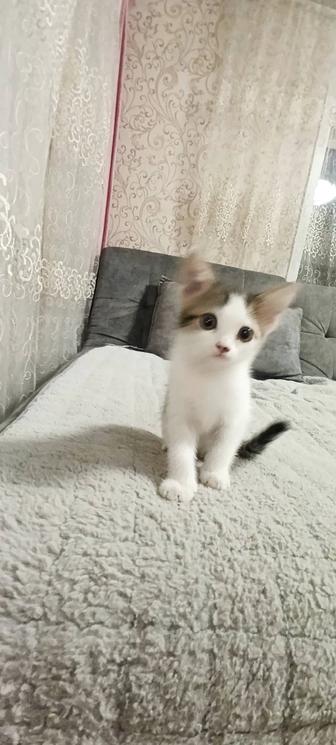 Дарю котенка