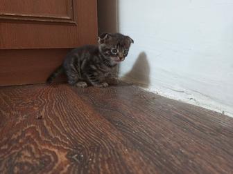 Вислоухие котята
