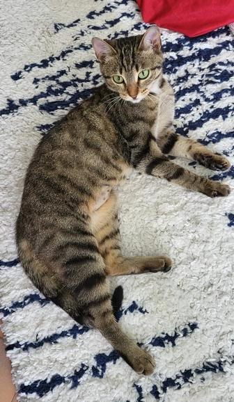 Кошка в добрые руки
