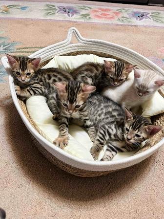 Продажа бенгальских котят