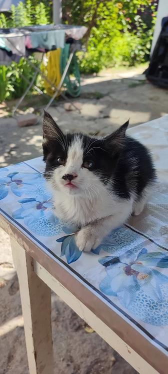 Отдам котенка в добрые руки