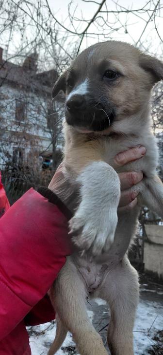 Маленькие комочкам нужен дом все девочки