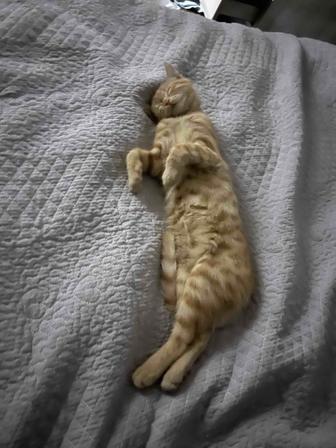 Отдам котенка в хорошие руки