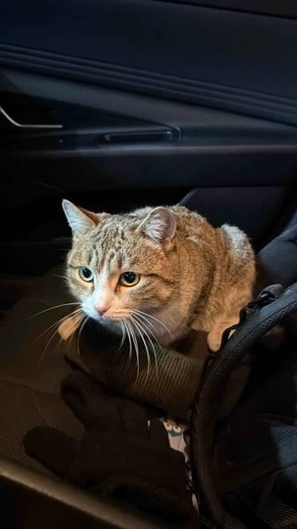 Ищем дом для кота, нашли на улице, срочно