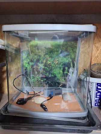 Срочно продается аквариум 20 литров в хорошем состоянии!