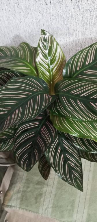 Продам калатеи