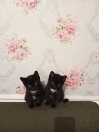 Отдам котят бесплатно,полушатланки,1,5 месяца