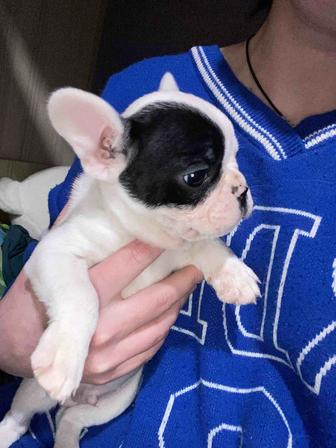 Продам французских бульдогов