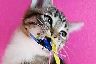Тигренок - имя, 4,5 месяца мальчик.