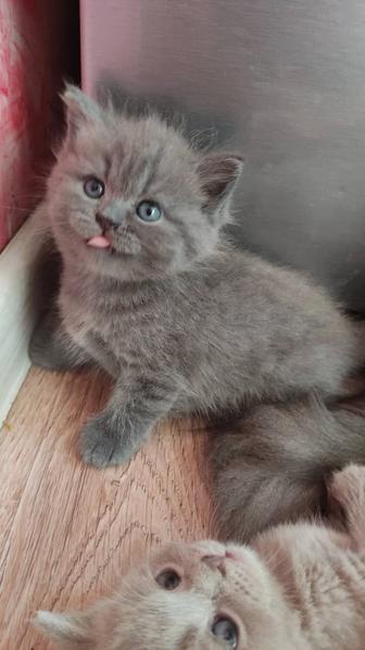Продается Шотландский котенок