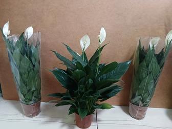 Спатифиллум блэк