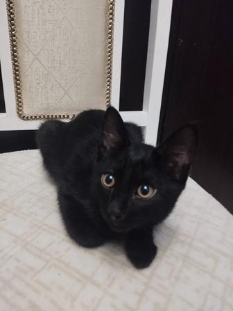 Отдам в добрые руки котенка Том, ему 2 месяца, приученный.