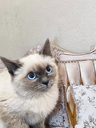 Кошечка девочка ищет дом