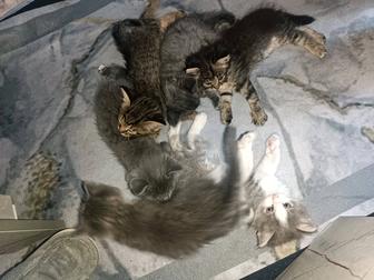 Отдам котят бесплатно