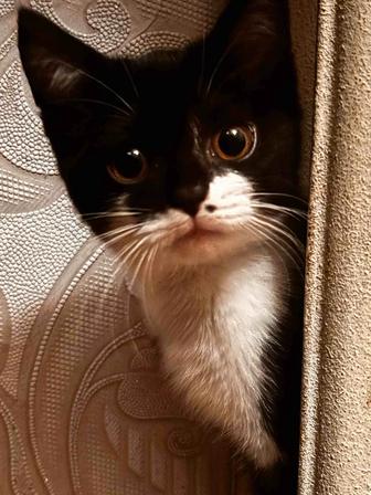 Котенок. Отдам в добрые руки. Девочка
