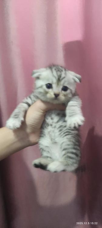 Шотландские котята 1 месяц 6 дней продам кушают жидкий и сухой