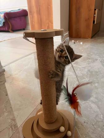 Продам кошку