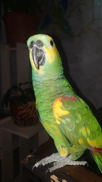 Попугай Венесуэльский Амазон говорящий