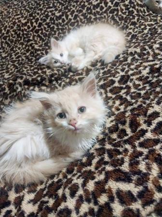 Котята британцы длиношёрстные.
