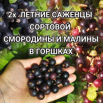 Саженцы в горшках смородина, малина, вишня Кызылорда