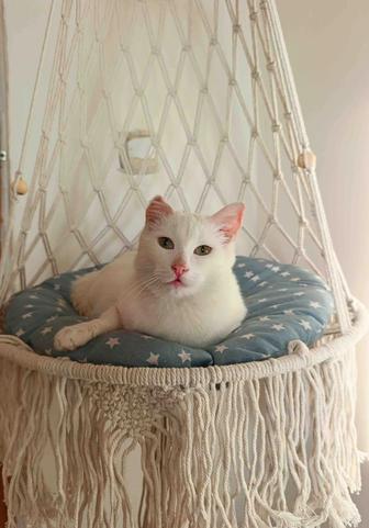 Отдам кошку в добрые руки