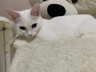 Отдам кошку в добрые руки