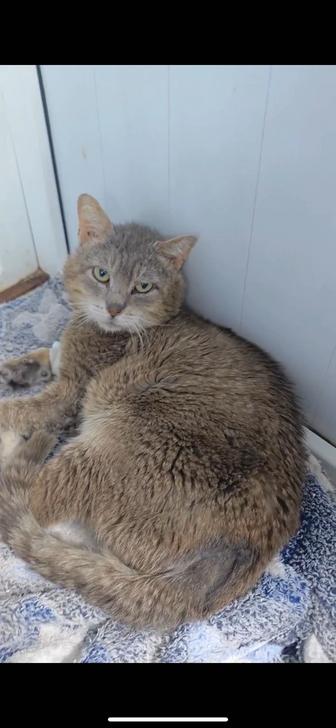 Ищем передержку для кота по имени Граф