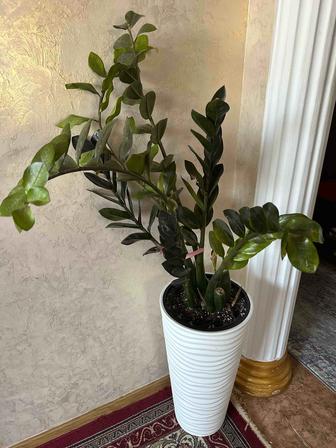 Продам черный замиокулькас