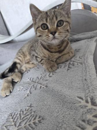 Отдам котенка