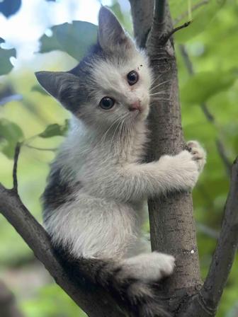 кошка