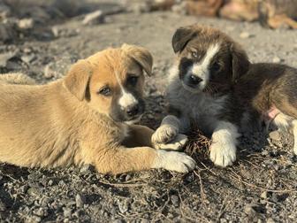 Щенки в добрые руки