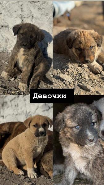 Щенки в добрые руки