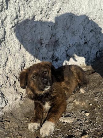 Щенки в добрые руки