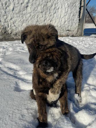 Щенки в добрые руки